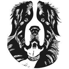 Bernese Mountain dog hand drawn line art vector drawing black and white logo pets illustration