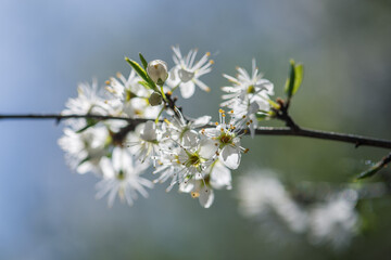 hawthorn blossom on a branch