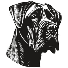 Cane Corso dog line art hand drawing vector logo black and white pets illustration