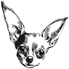 Chihuahua dog hand drawn line art vector drawing black and white logo pets illustration