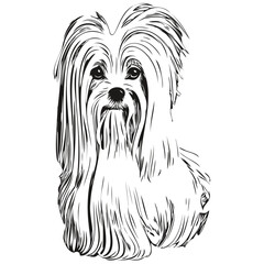 Maltese dog hand drawn line art vector drawing black and white logo pets illustration