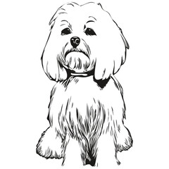 Maltese dog logo hand drawn line art vector drawing black and white pets illustration