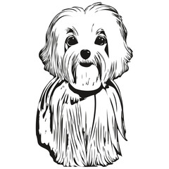 Maltese dog logo hand drawn line art vector drawing black and white pets illustration