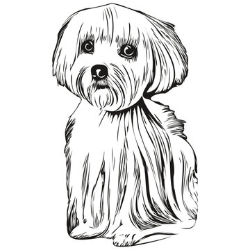 recommend clip art: Maltese dog logo hand drawn line art vector drawing black and white pets illustration