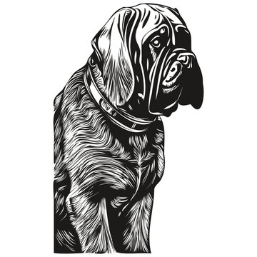 recommend clip art: Mastiff dog hand drawn line art vector drawing black and white logo pets illustration