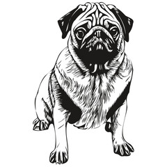 Pugs dog hand drawn vector line art drawing black and white logo pets illustration