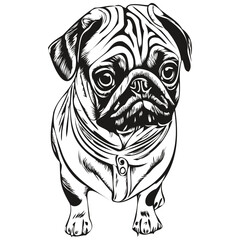 Pugs dog hand drawn vector line art drawing black and white logo pets illustration
