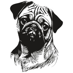 Pugs dog hand drawn vector line art drawing black and white logo pets illustration