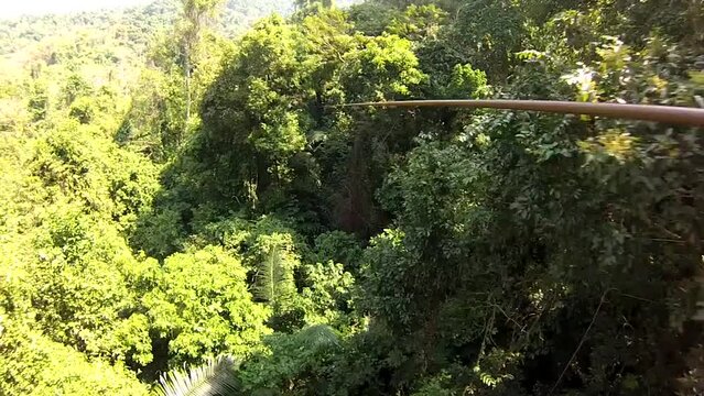 extreme bungee ziplining in the jungle in the trees. guy prancing and sliding on the rope like a tarzan