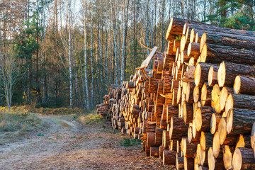 Neatly stacked logs along a forest road at sunset. Deforestation and storage of tree trunks for drying and transportation. Dirt road in the forest for logging equipment.