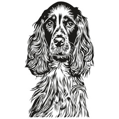 cocker spaniel dog