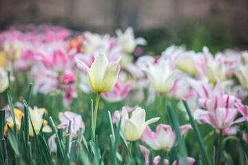 pink tulips in the garden