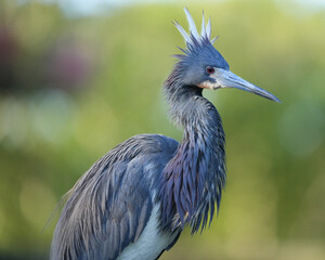 Tricolored Heron with breeding plumage