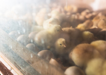 Small cute chicks just hatched in incubator