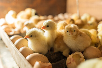 Small cute chicks just hatched in incubator - obrazy, fototapety, plakaty