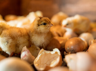 Small cute newborn chick just hatched in incubator