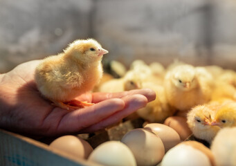 Little yellow chick on male's hand in incubator - obrazy, fototapety, plakaty