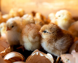 Small cute chicks just hatched in incubator