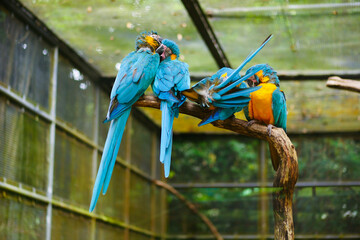 four Blue and Yellow Macaw resting on a tree brunch 