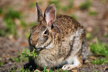 Naklejka na ściany i meble A wild rabbit eating plants in the spring.