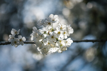 Apple blossom on a branch