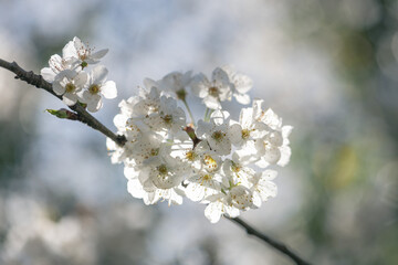 Apple tree blossom on a branch
