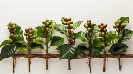 Foto op Aluminium Mehrere Kaffeepflanze mit Blättern ud Kaffeekirschen (Generative AI) © Fotosphaere