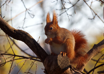 A red squirrel lit by the rising sun sitting on a branch and watching us. Sunny spring day, no people, no AI.
