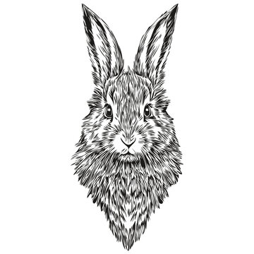 Vintage engrave isolated Rabbit illustration cut ink sketch hare