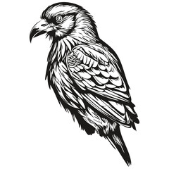Cute hand drawn Raven, vector illustration black and white corbie