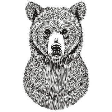 Hand drawn Bear on a white background, bruin