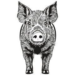 Pig sketchy, graphic portrait of a Pig on a white background, hog