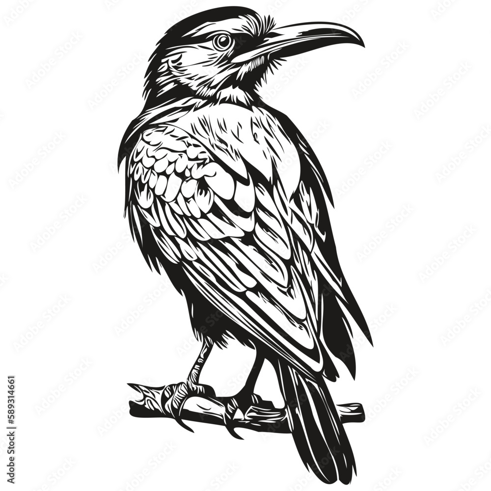 Poster raven sketchy, graphic portrait of a raven on a white background, corbie