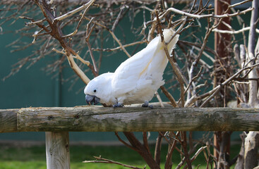 Beautiful big white Cockatoo parrot eating and watching people walking around and visiting him. Ready to play with his owner and friends