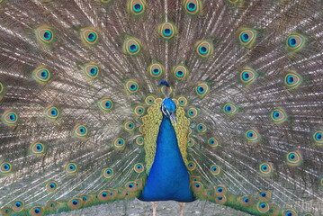 Obraz premium Peacock