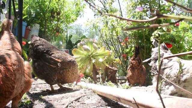 Gallinas caminando en un jardin en una granja de d&iacute;a