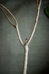 観葉植物の曲がった枝