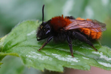 Closeup on a colorful red and black female Tawny mining bee , Andrena fulva sitting on a green leaf