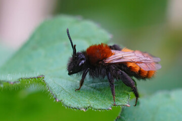 Closeup on a colorful red and black female Tawny mining bee , Andrena fulva sitting on a green leaf
