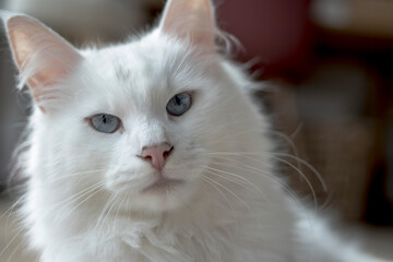 Beau chat blanc qui pose