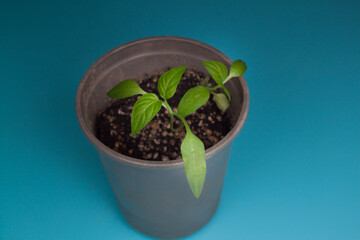 Young sprout