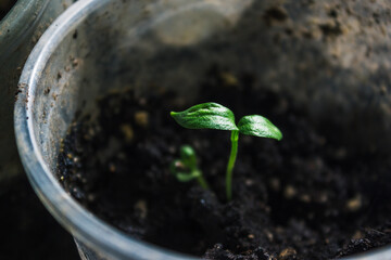 Young sprout
