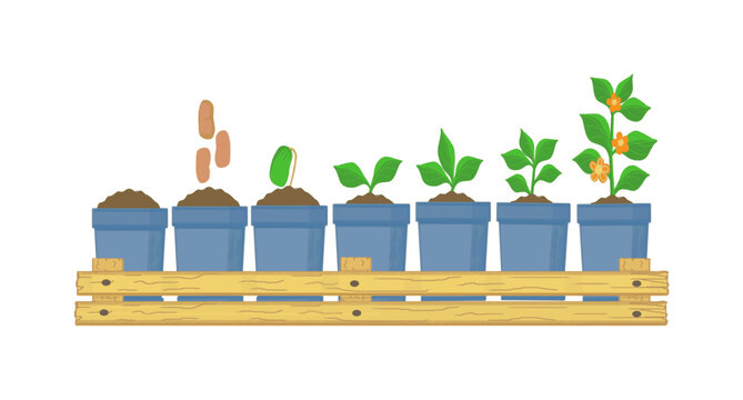 Planting plants, seedling development phases, color drawing of flowers in glasses with a pallet, on a transparent background, for design and printing.