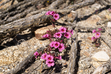flowers on the rock