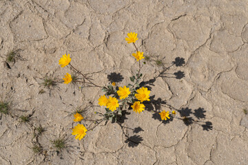 desert sunflowers