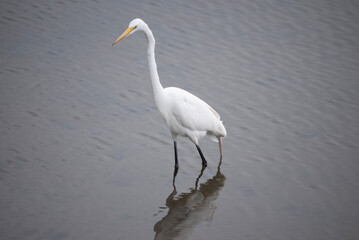 Eastern Great Egret