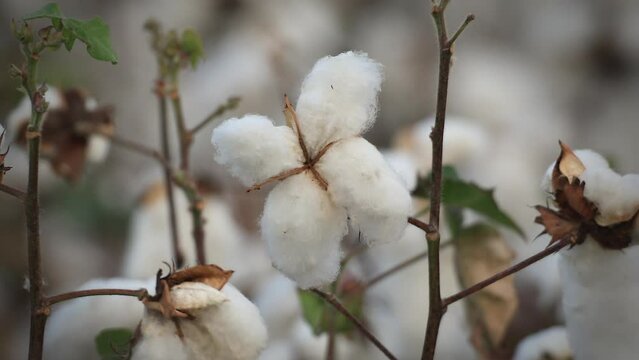 Cotton flowers blowed out and turned into fiber right before the harvest season.