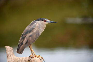 The black-crowned night heron is a small, stocky wading bird that lives year-round in marshes, Squacco Heron (Ardeola ralloides)
