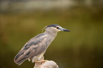 The black-crowned night heron is a small, stocky wading bird that lives year-round in marshes, Squacco Heron (Ardeola ralloides)
