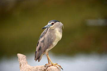 The black-crowned night heron is a small, stocky wading bird that lives year-round in marshes, Squacco Heron (Ardeola ralloides)
